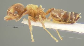 Media type: image; Entomology 28849   Aspect: habitus lateral view